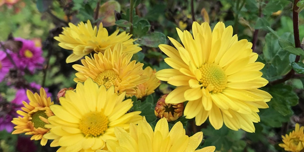 Hoo House Nursery - Chrysanthemum 'Cottage Lemon'